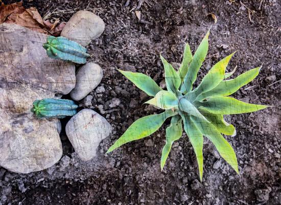 cactus with green leaves and stone on the ground by Timmy333