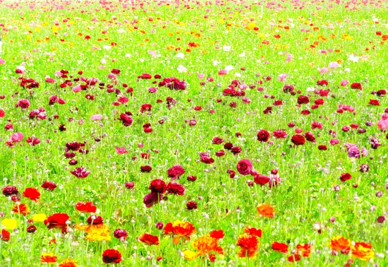 blooming flower field by Timmy333