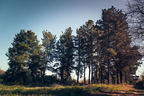 Trees II by Salvatore Russolillo