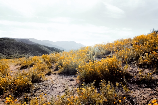 vintage style yellow poppy flower field with summer sunlight by Timmy333