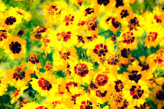 blooming yellow flower with green leaf background by Timmy333