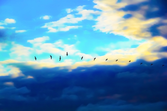 birds flying over with blue cloudy sky by Timmy333