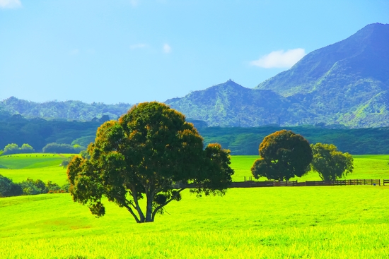 green tree in the green field with green mountain and blue sky background by Timmy333