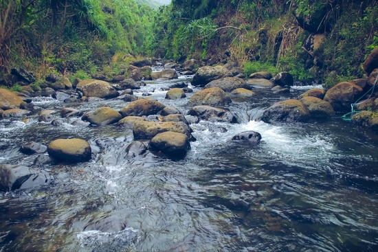 river and rock in the forest with green tree at Kauai, Hawaii by Timmy333