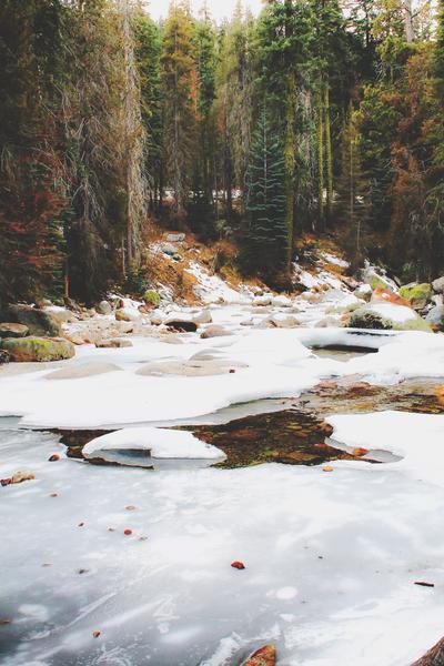 Sequoia national park, USA in winter by Timmy333