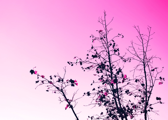 isolate tree branch abstract with leaf and pink background by Timmy333