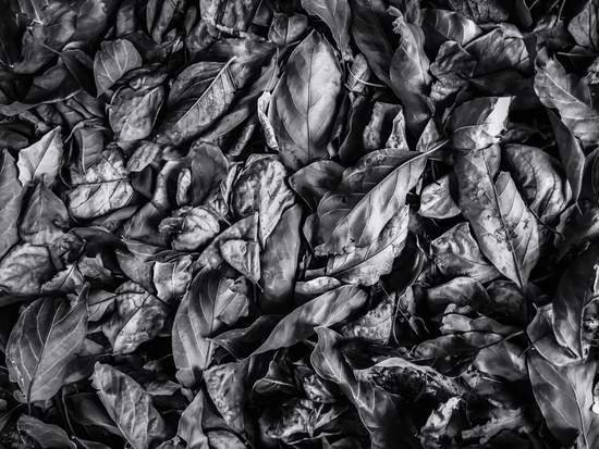 closeup leaf texture in black and white by Timmy333