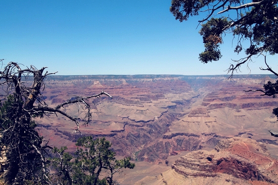 desert at Grand Canyon national park, USA in summer by Timmy333