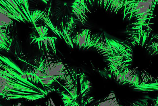 green palm leaves texture abstract background by Timmy333