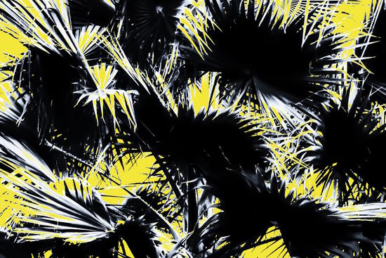 black and white palm leaves with yellow background by Timmy333