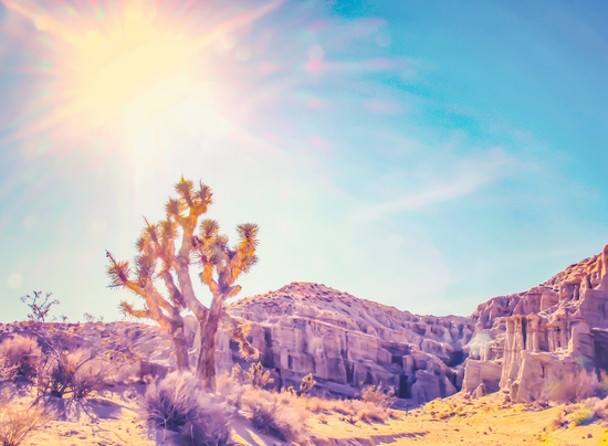 cactus at the desert in summer with strong sunlight by Timmy333