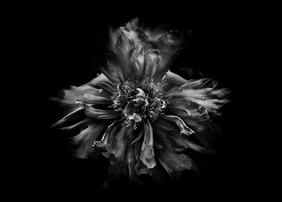 Backyard Flowers In Black And White No 49 by The Learning Curve Photography