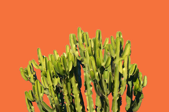 Bold Cactus by Uma Gokhale