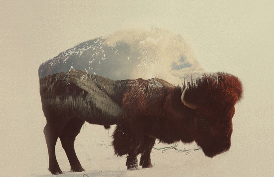 Buffalo by Andreas Lie