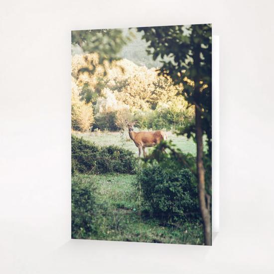 Lone Deer Greeting Card & Postcard by Salvatore Russolillo