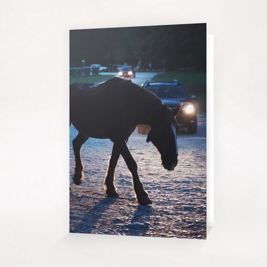 Light behind horses Greeting Card & Postcard by Salvatore Russolillo