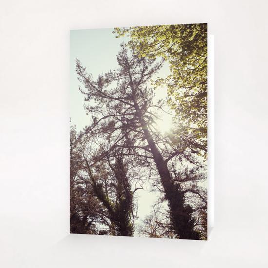 Trees Greeting Card & Postcard by Salvatore Russolillo